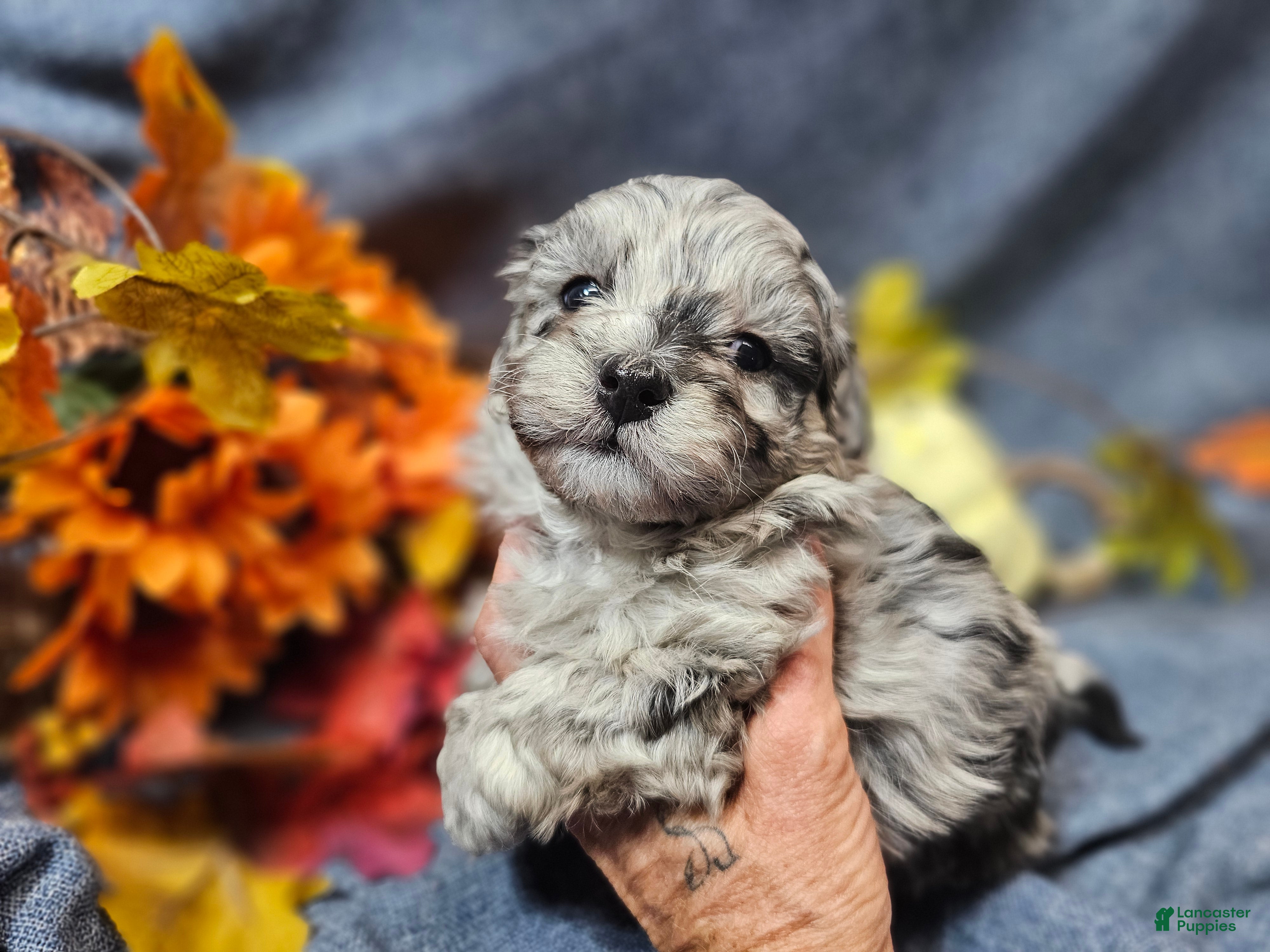 Maltipoo dogs Jinx - Ad 1
