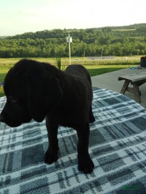 Labrador Retriever dogs Mindy - Ad 2