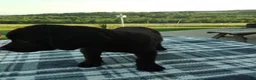 Labrador Retriever dogs for sale: Mindy - Ad 2