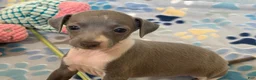 Italian Greyhound dogs for sale: Swan - Ad 4