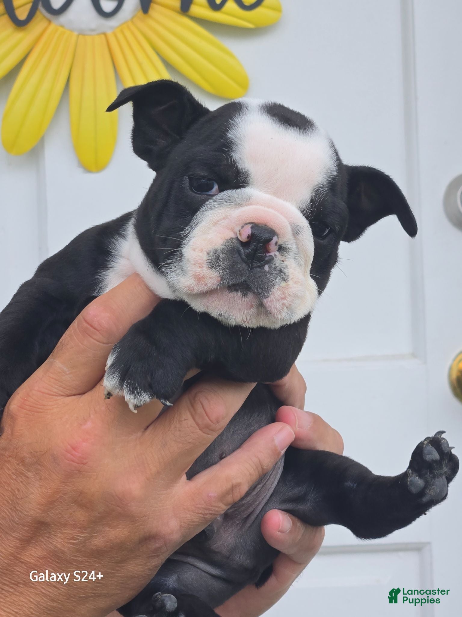 English Bulldog dogs Frank - Ad 2