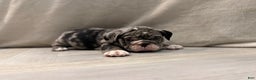 English Bulldog dogs for sale: Twinkle - Ad 11