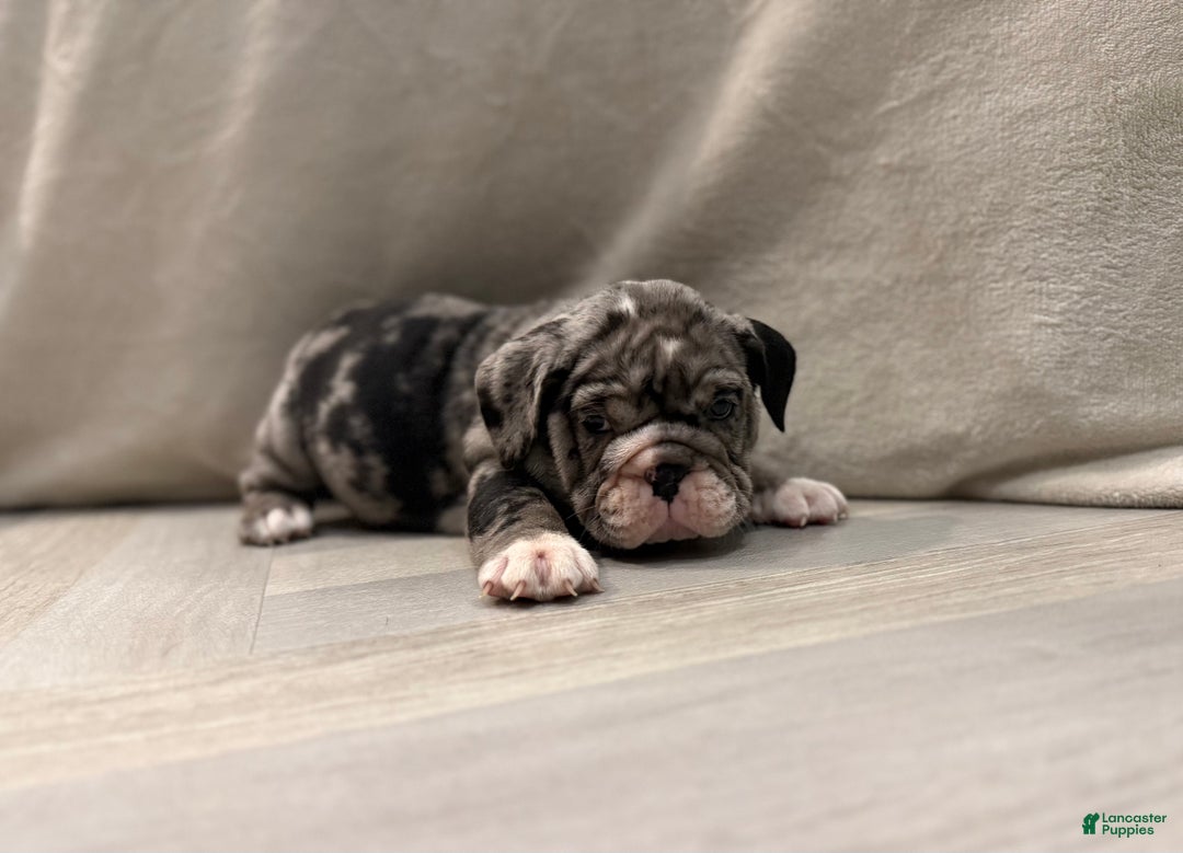 English Bulldog dogs for sale: Twinkle - Ad 11