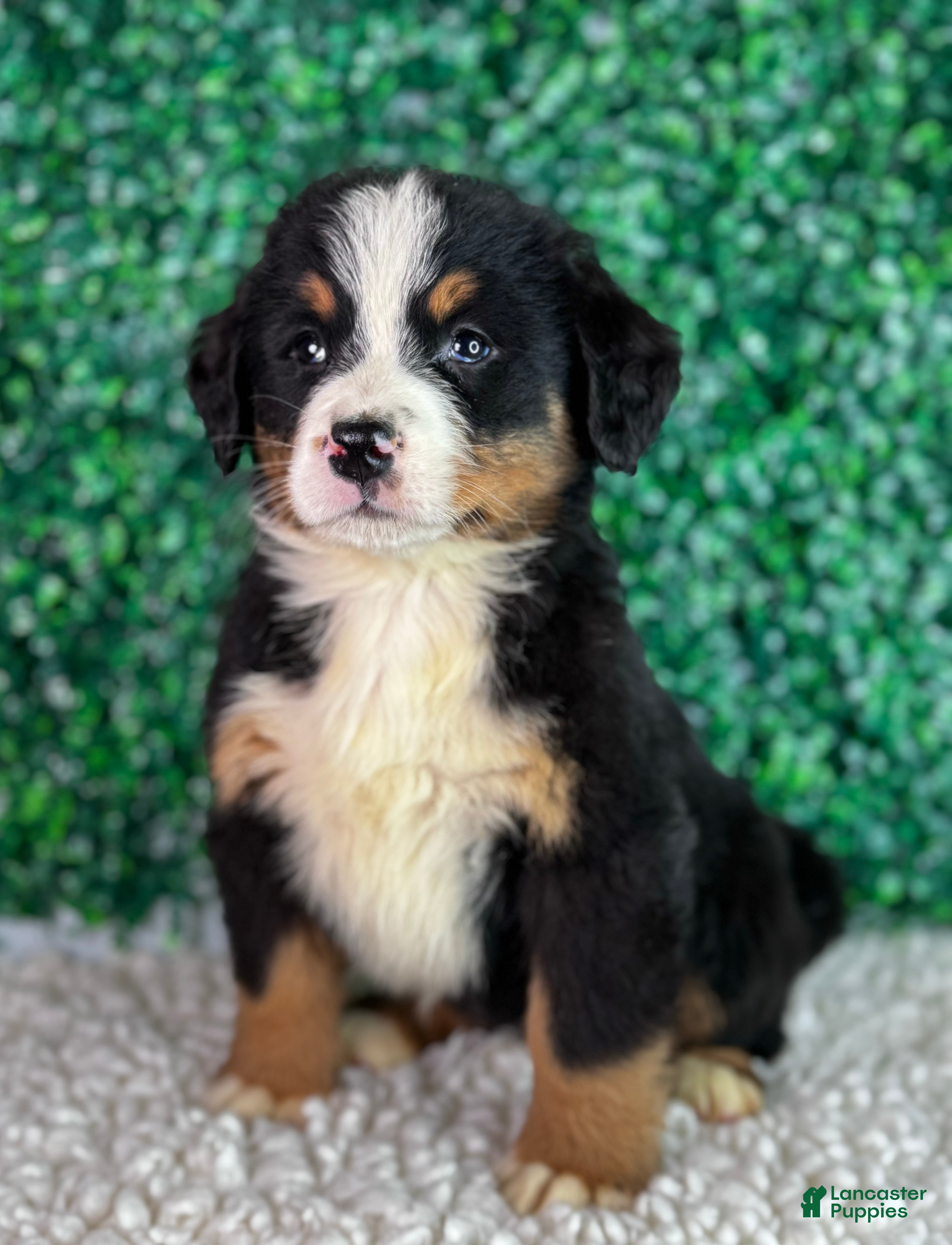 Bernese Mountain Dog dogs Hunter  - Ad 2