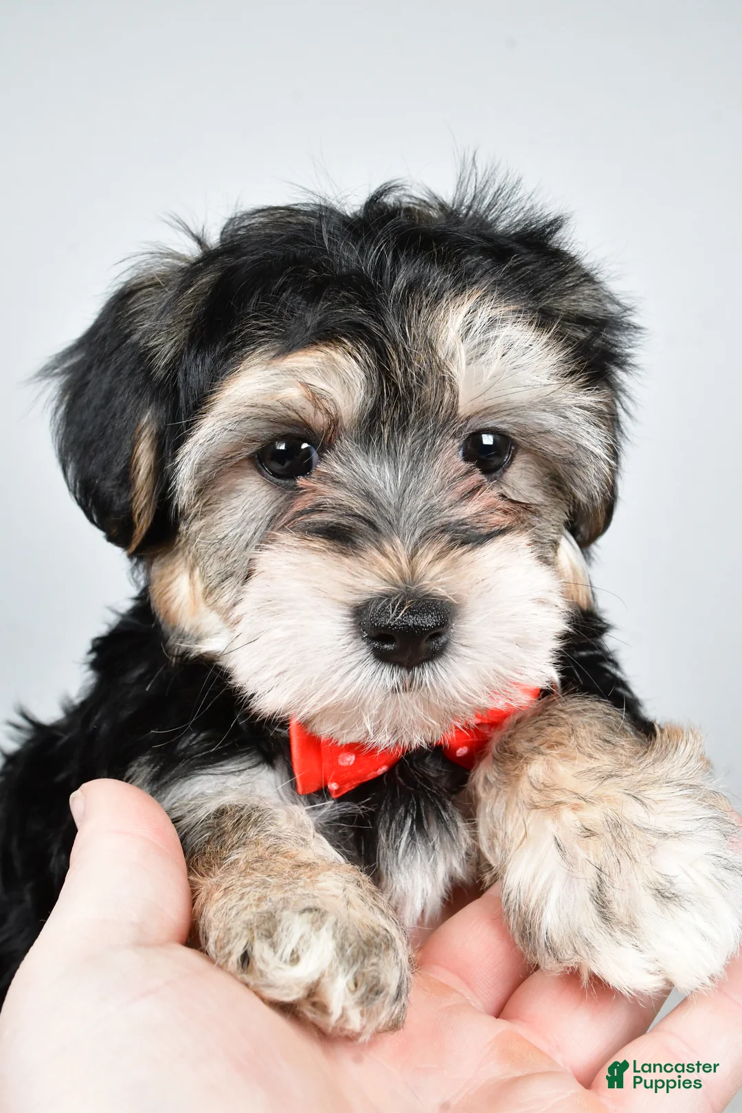 Morkie dogs for sale: Ronnie - Ad 9