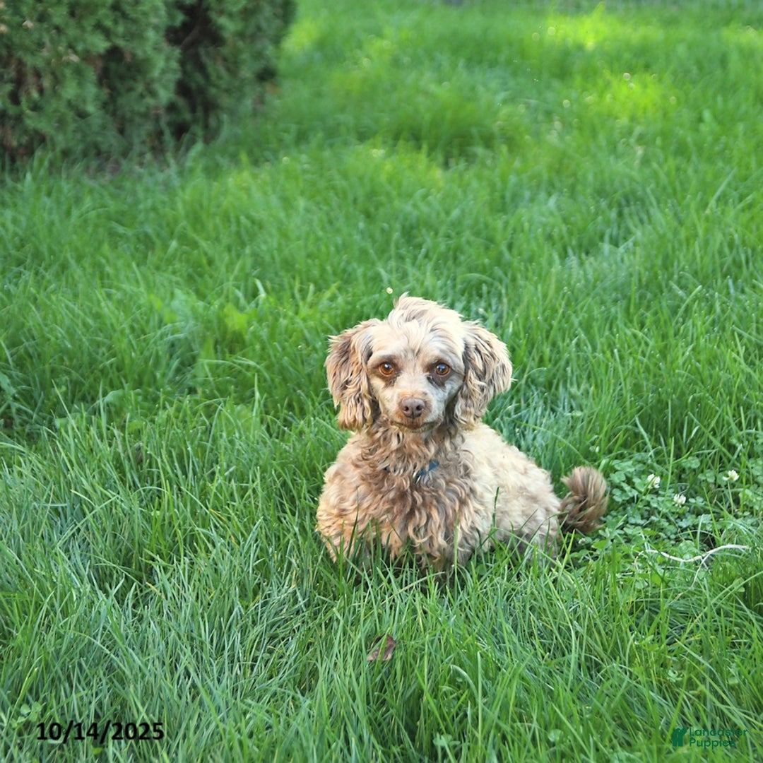 Shihpoo dogs for sale: Ava  - Ad 10