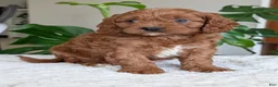 Cavapoo dogs for sale: Jake - Ad 17