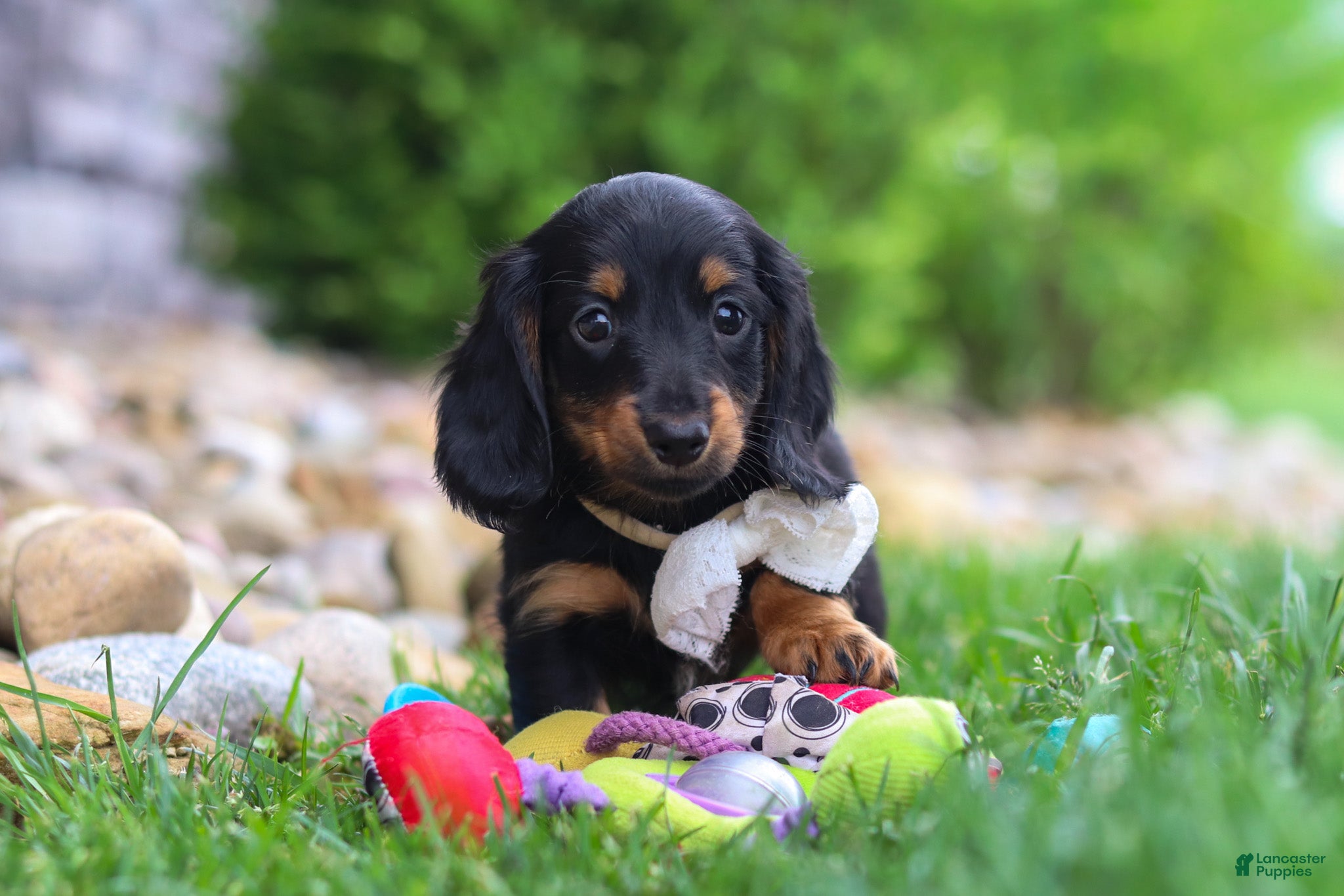 Miniature Dachshund dogs Buddy - Ad 1