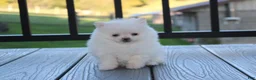 Pomeranian dogs for sale: Mochi - Ad 33