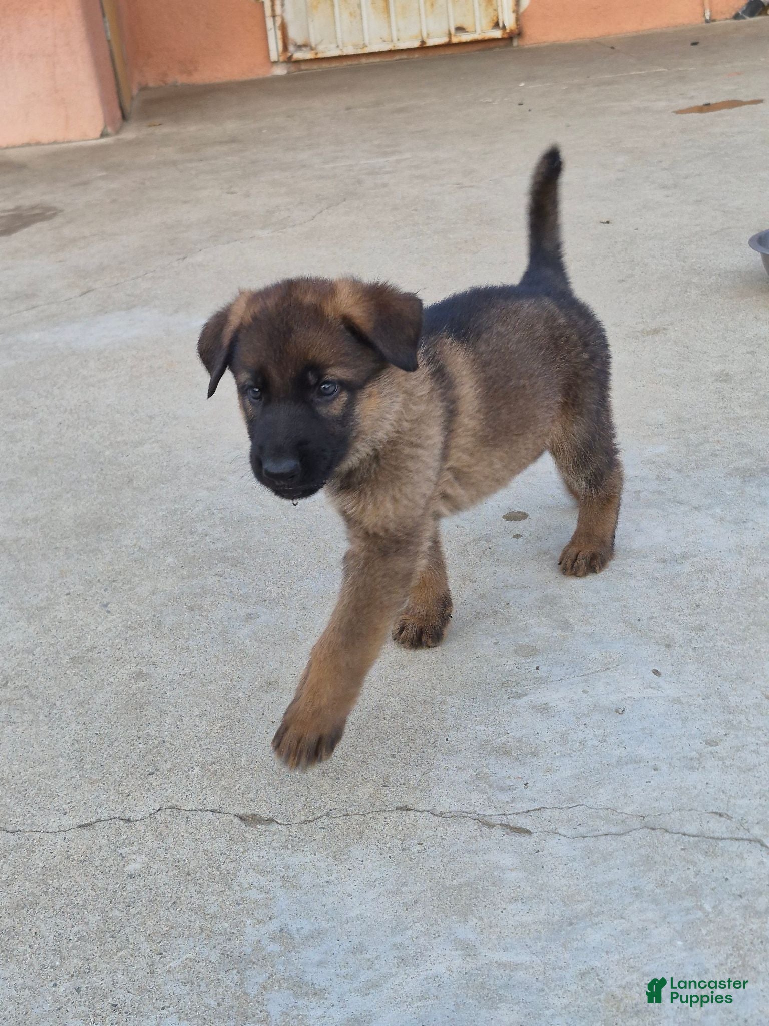 German Shepherd dogs Bella - Ad 33