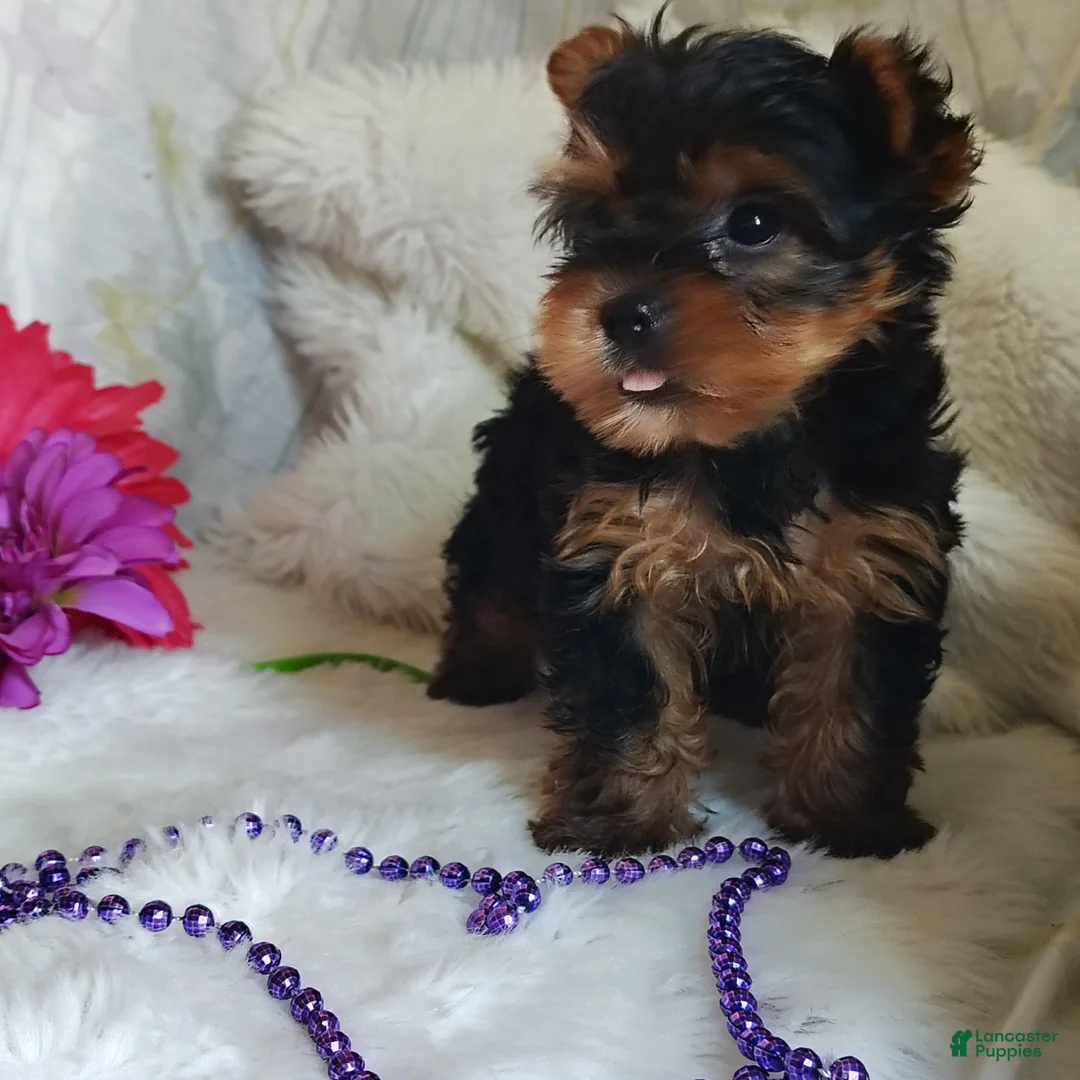 Yorkshire Terrier dogs for sale: Lilly - Ad 2