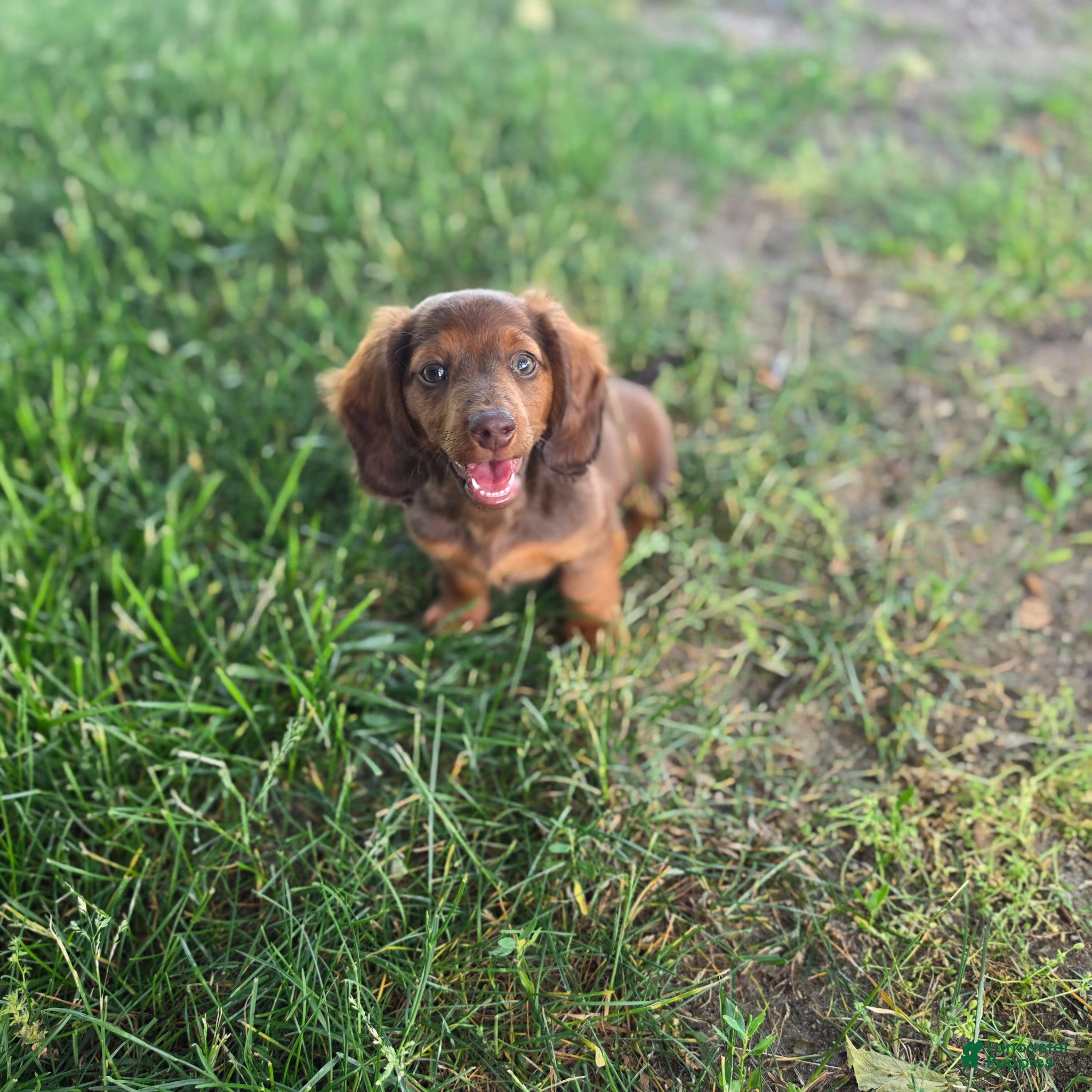 Miniature Dachshund dogs Cloe - Ad 2