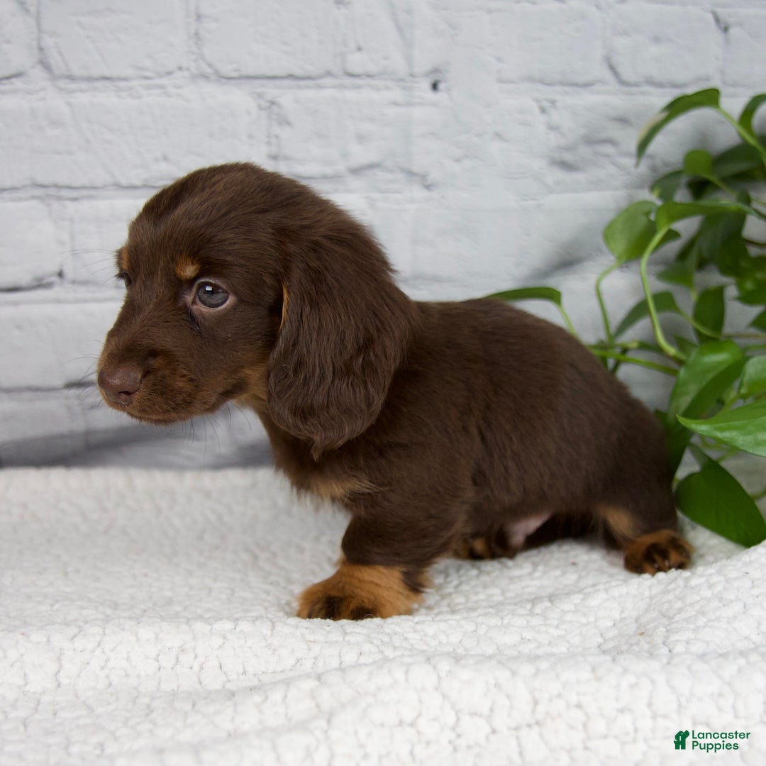 Miniature Dachshund dogs for sale: Drew - Ad 8