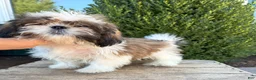 Shih Tzu dogs for sale: Thomas - Ad 5