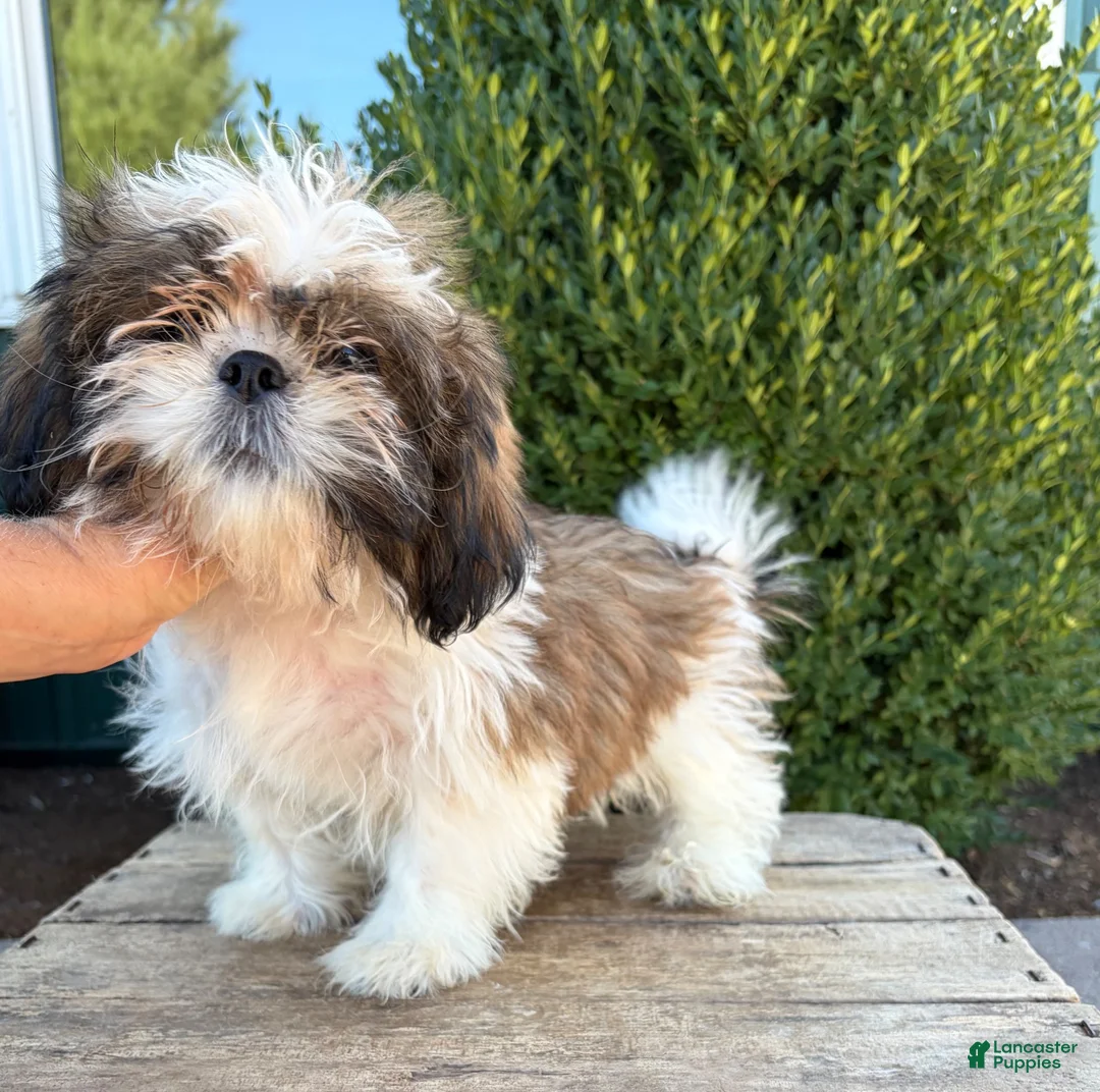 Shih Tzu dogs for sale: Thomas - Ad 5