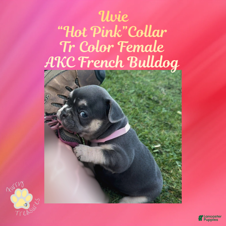 French Bulldog dogs Uvie “Hot Pink” Collar, Female  - Ad 21