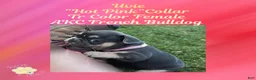 French Bulldog dogs for sale: Uvie “Hot Pink” Collar, Female  - Ad 2
