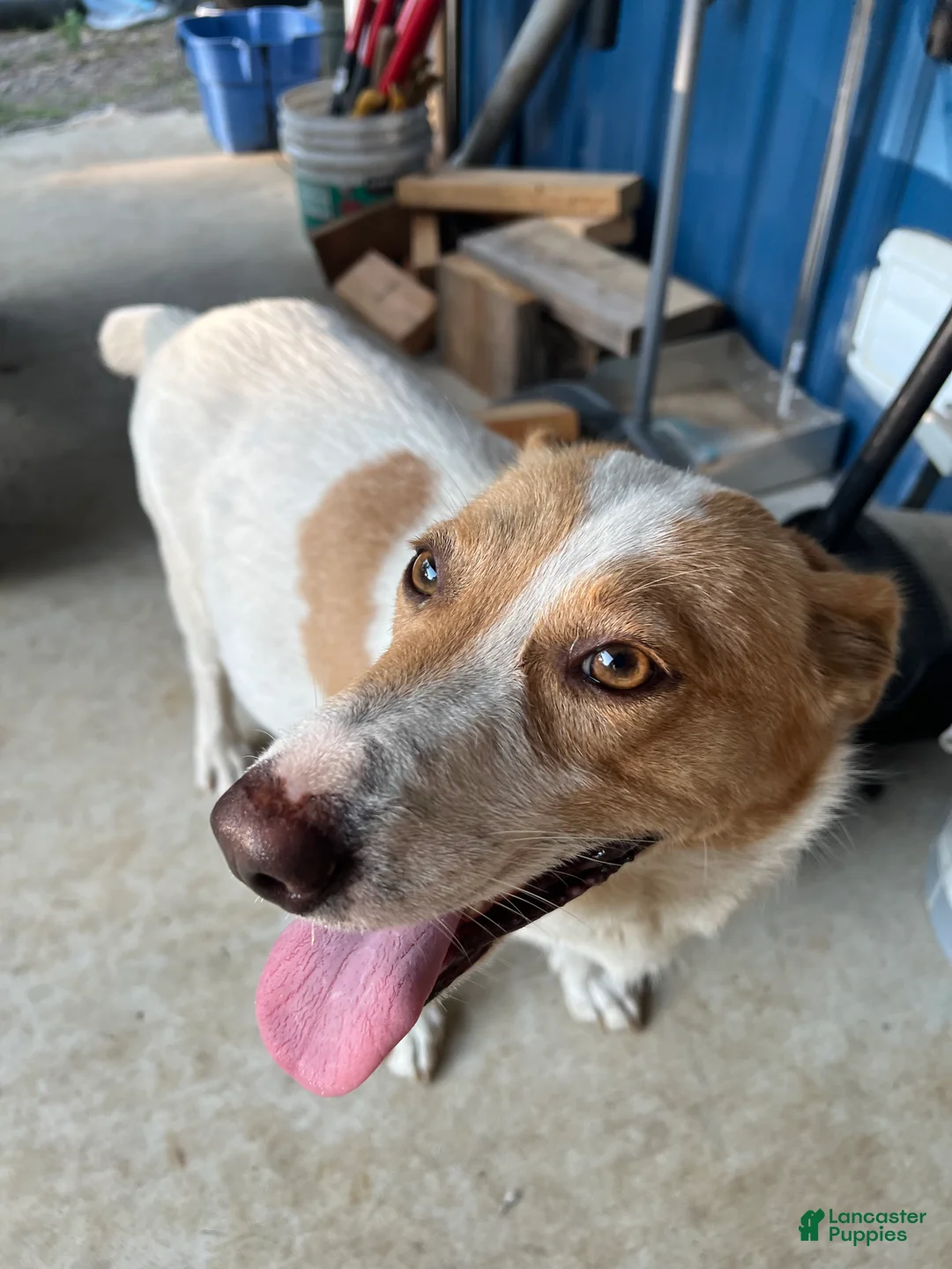 Mixed Breed dogs for sale: Mixed Breed Mamma of liter - Ad 1