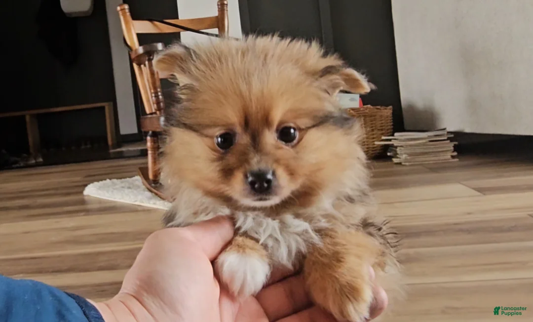 Pomeranian dogs for sale: Pomeranian Puppy 3 - Ad 1