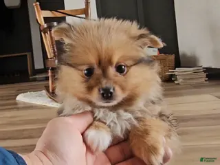 Pomeranian dogs for sale: Pomeranian Puppy 3 - Ad 1