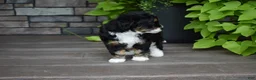 Mini Bernedoodle dogs for sale: Autumn - Ad 12
