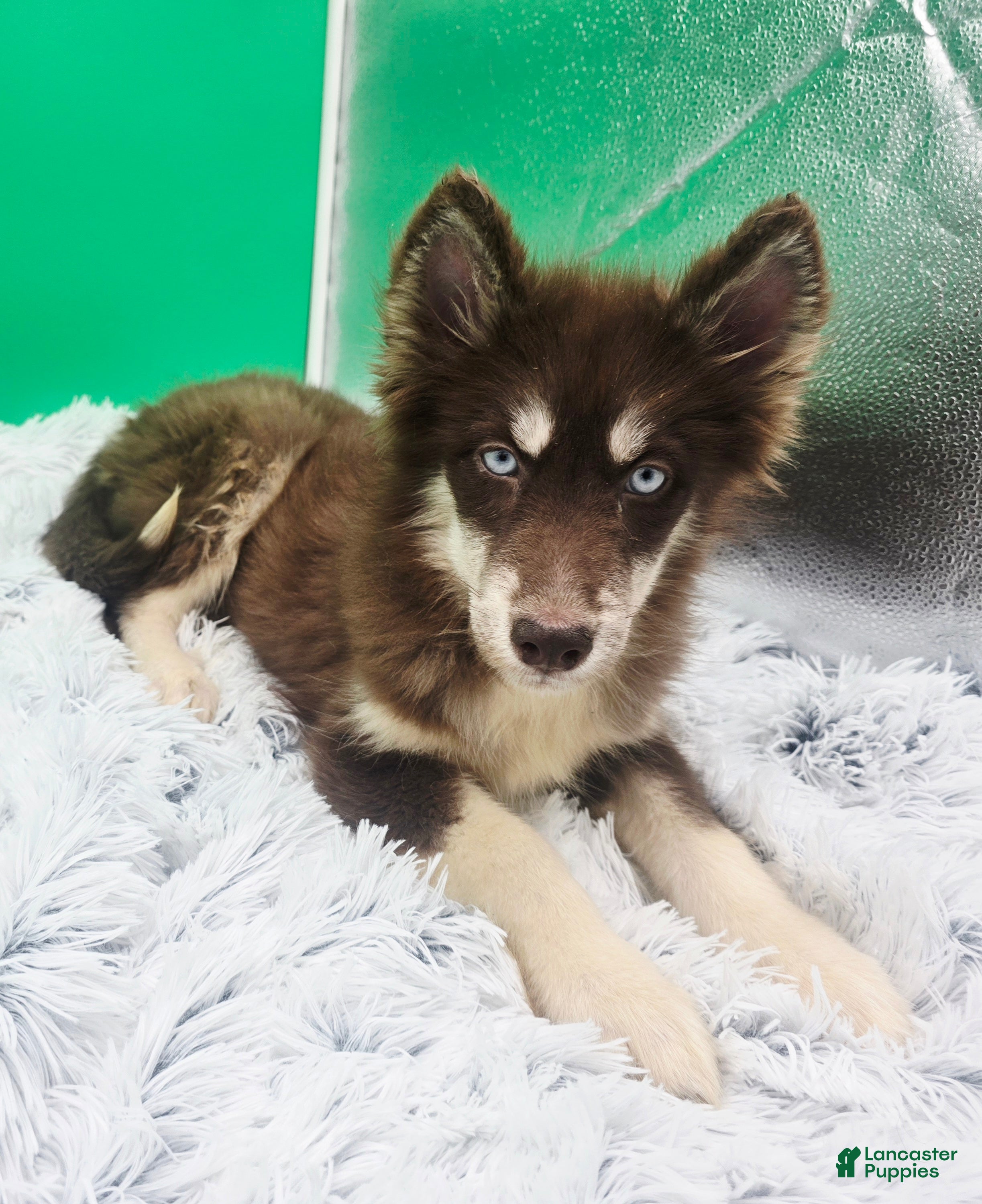 Siberian Husky dogs for sale: Brownie  - Ad 4