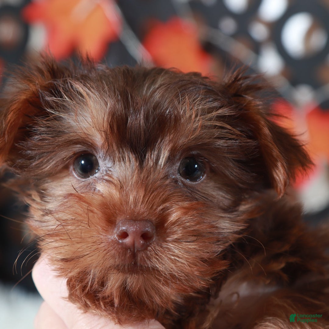 Yorkshire Terrier dogs for sale: Josie - Ad 3
