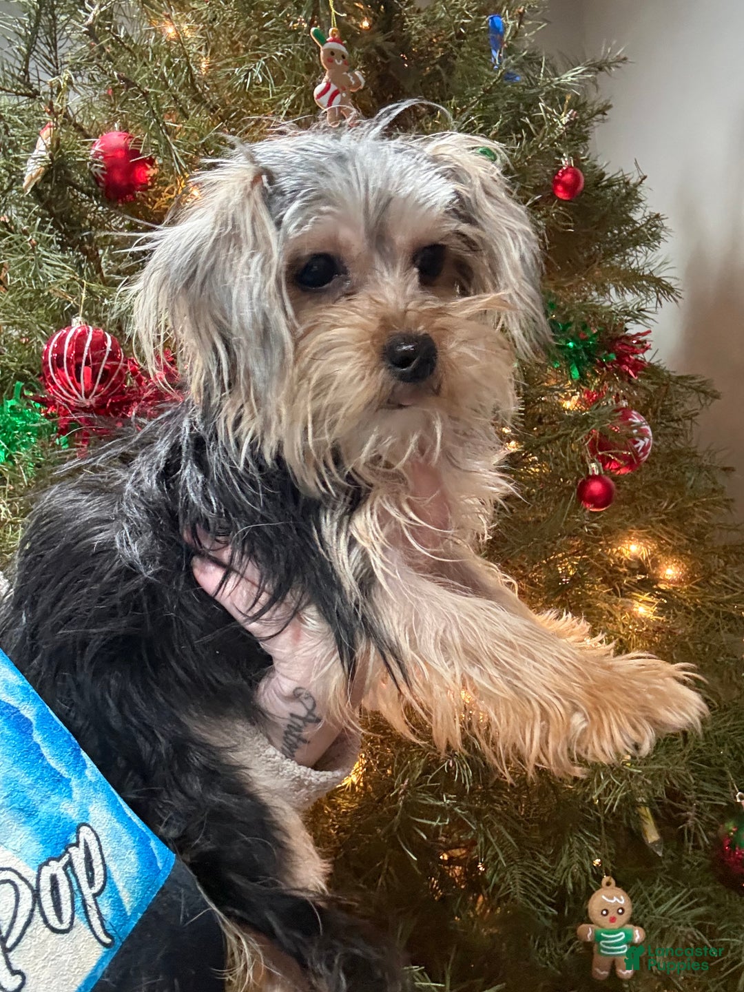 Morkie dogs for sale: Morkie Puppy 1 - Ad 5