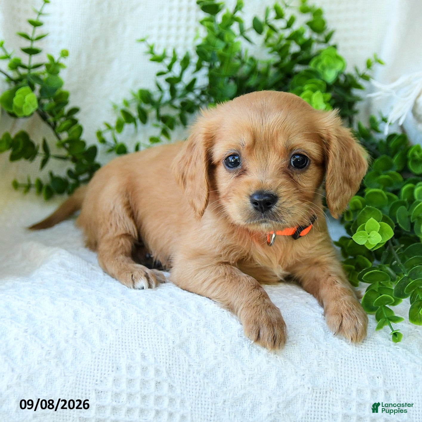 Miniature Golden Retriever dogs Allen - Ad 2