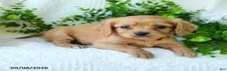 Miniature Golden Retriever dogs for sale: Allen - Ad 2