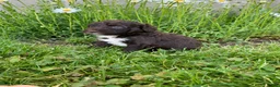 Portuguese Water Dog dogs for sale: Luna - Ad 5
