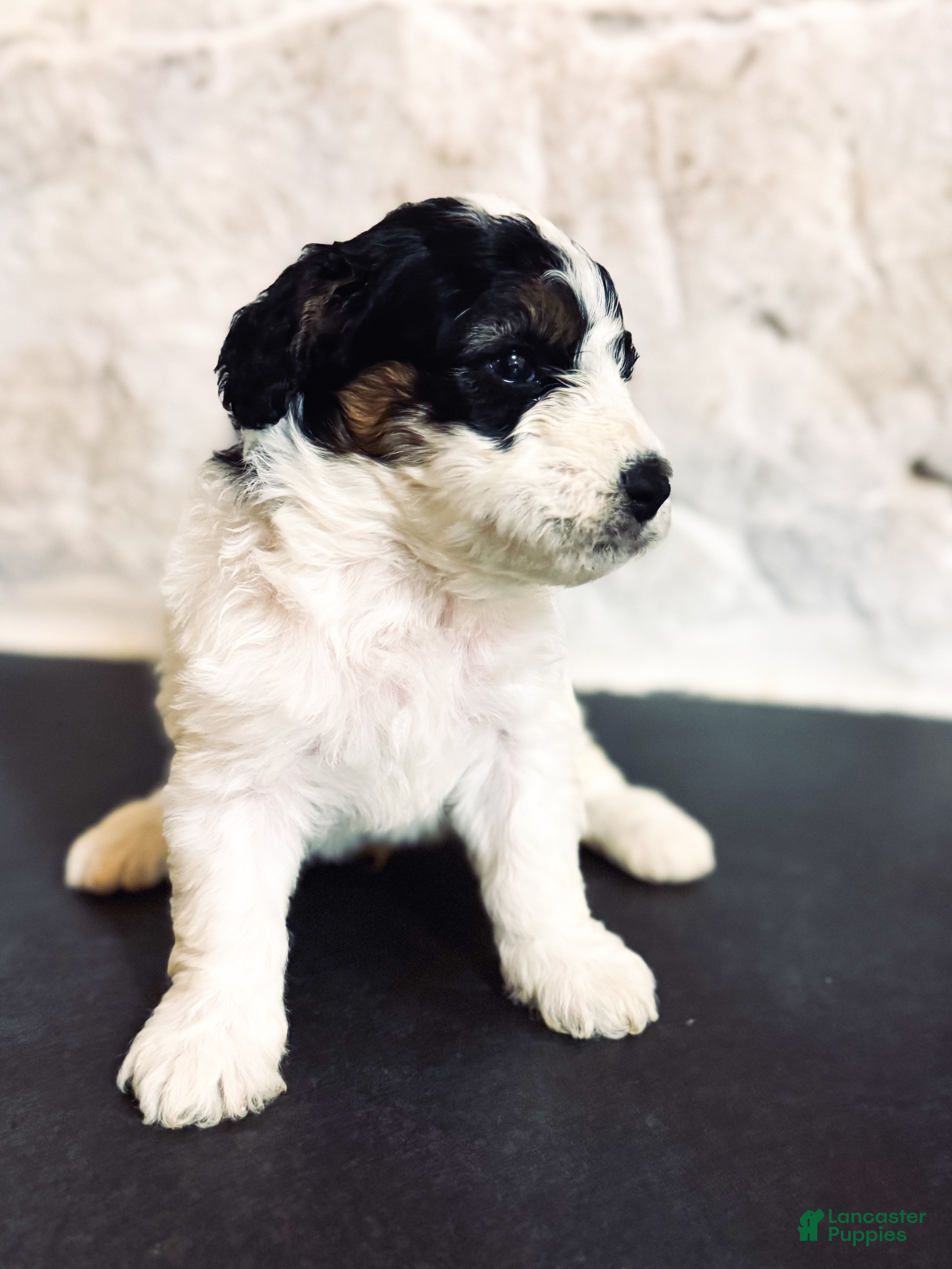 Mini Bernedoodle dogs Max - Ad 38