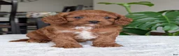 Cavapoo dogs for sale: Kody - Ad 4