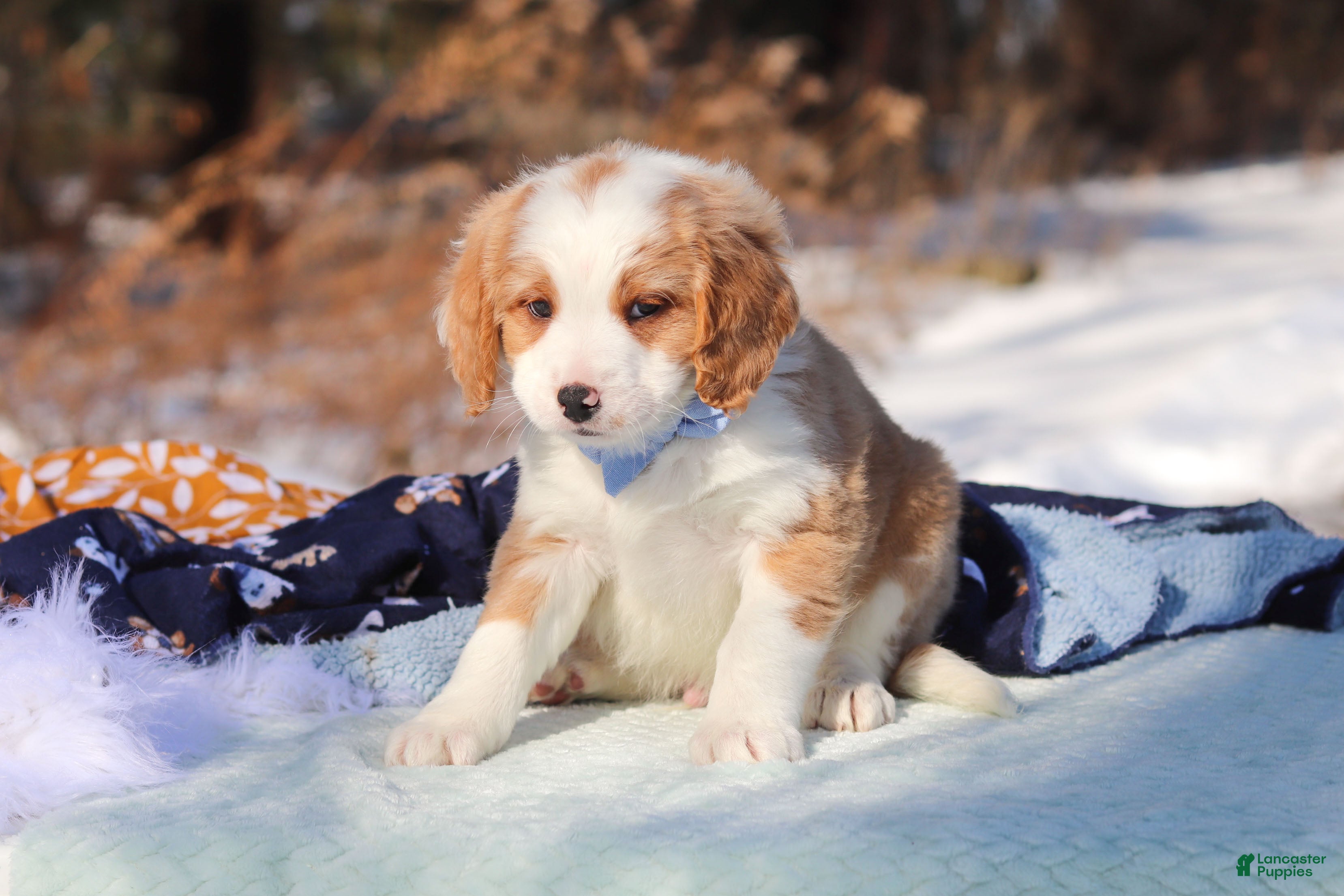 Mini Bernedoodle dogs Malcolm - Ad 2