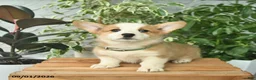 Welsh Corgi Pembroke dogs for sale: Honoria  - Ad 1
