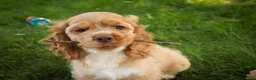 Cocker Spaniel dogs for sale: Atlas Cocker Spaniel  - Ad 10