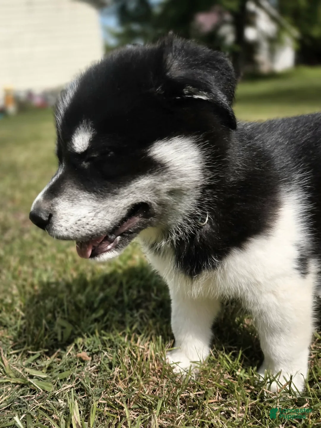 Mixed Breed dogs for sale: Sneezy - Ad 2