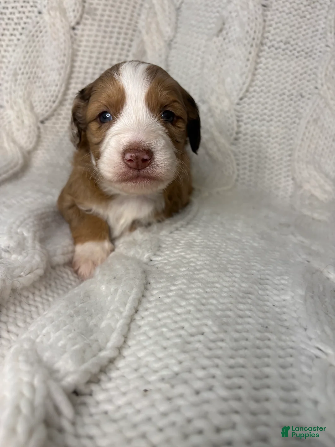 Mini Aussiedoodle dogs for sale: Mini Aussiedoodle Puppy 2 - Ad 1