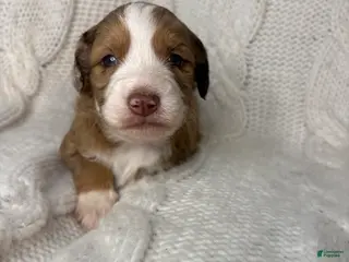 Mini Aussiedoodle dogs Mini Aussiedoodle Puppy 2 - Ad 1