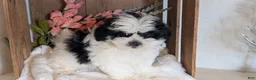 Teddy Bear dogs for sale: Grady  - Ad 9