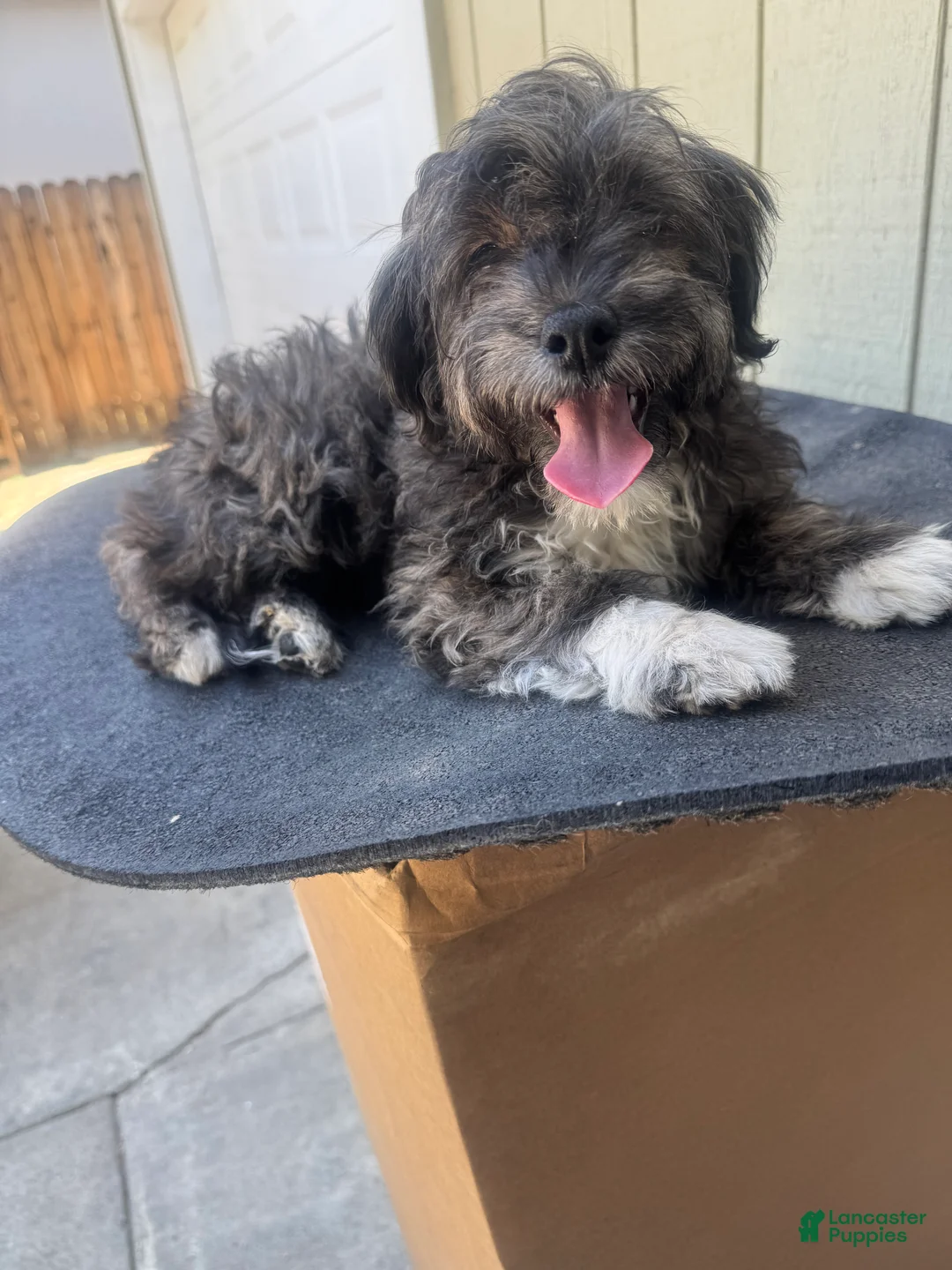 Maltipoo dogs for sale: Maltipoo 3 - Ad 1