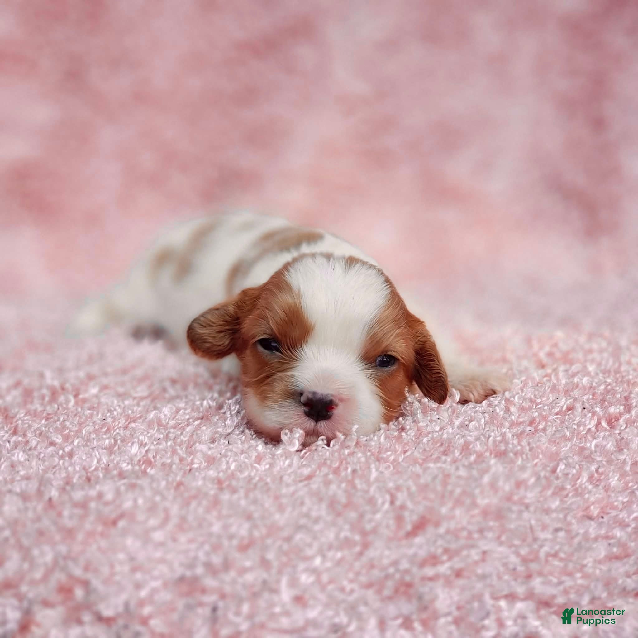 Cavalier King Charles Spaniel dogs AKC Rosie - Ad 18