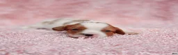 Cavalier King Charles Spaniel dogs for sale: AKC Rosie - Ad 1