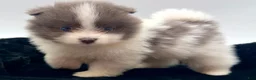 Pomeranian dogs for sale: AKC Frank - Ad 3