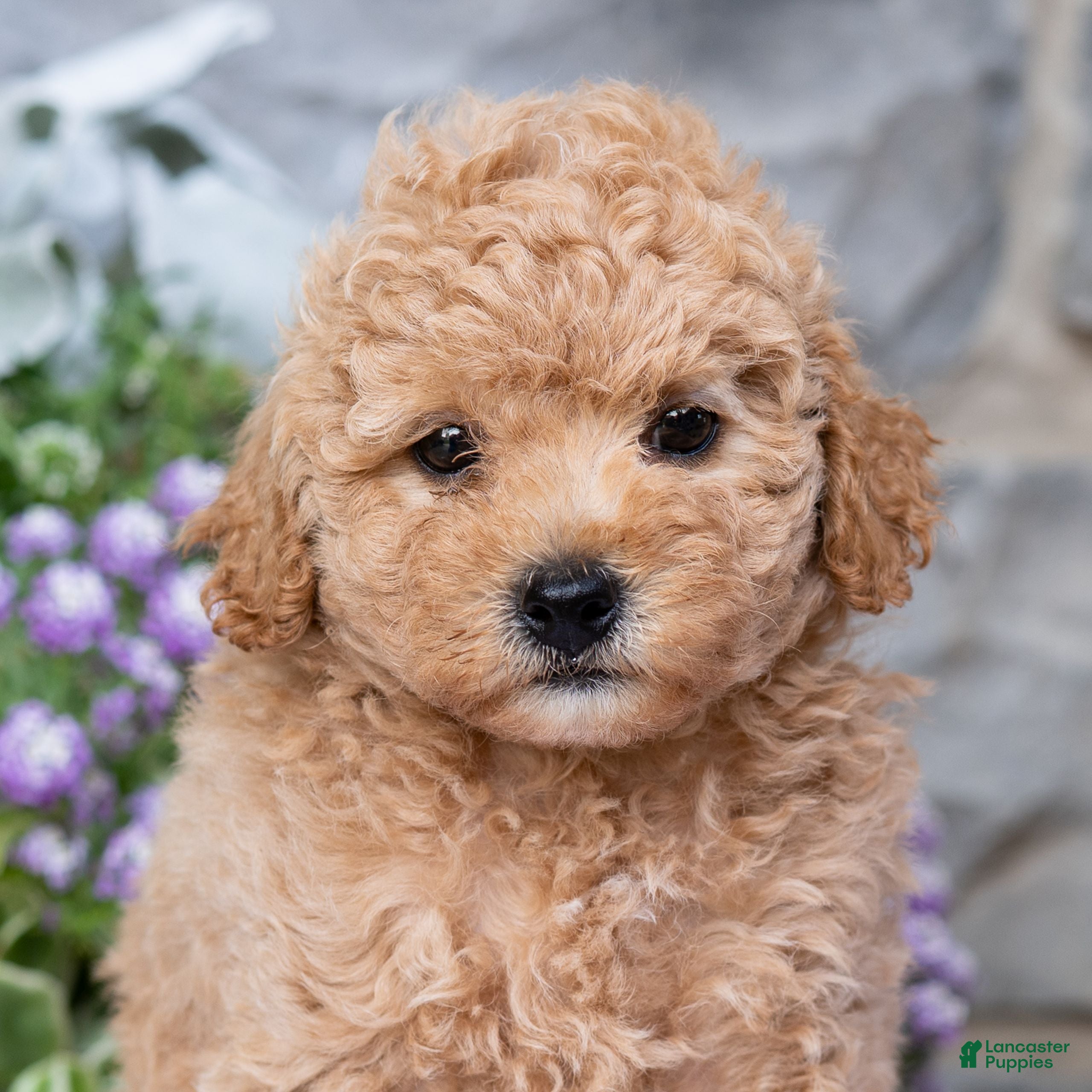 Havapoo dogs Asher  - Ad 2