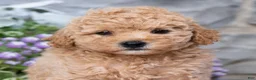 Havapoo dogs for sale: Asher  - Ad 2