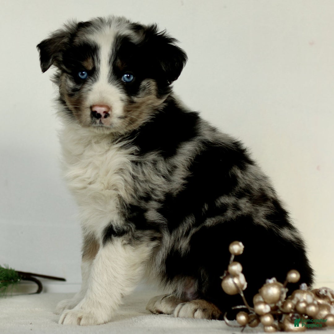 Australian Shepherd dogs for sale: Gordon  - Ad 2