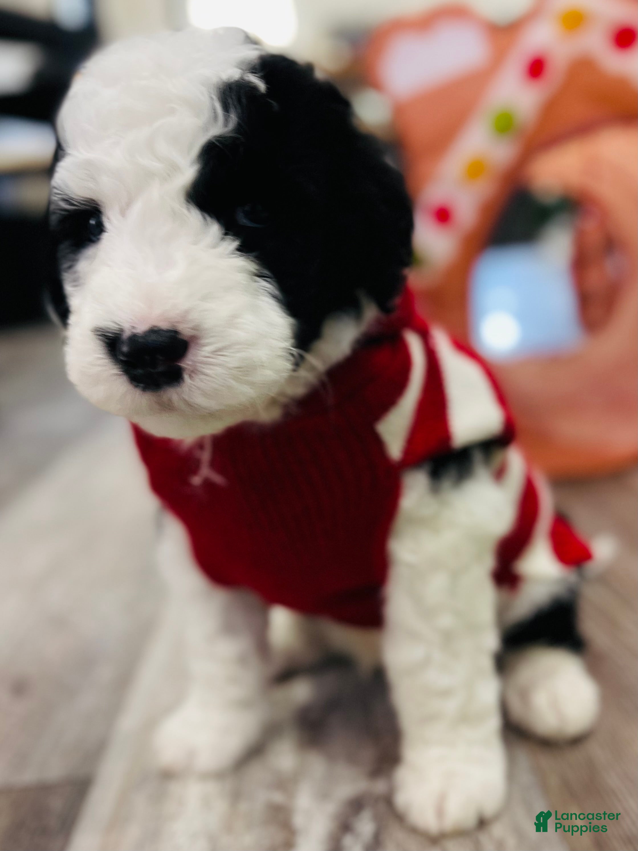 Sheepadoodle dogs Sheepadoodle Puppy 2 - Ad 13