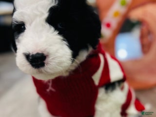Sheepadoodle dogs Sheepadoodle Puppy 2 - Ad 13