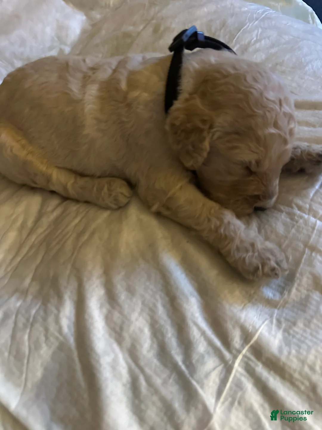 Double Doodle dogs for sale: Six - Ad 2